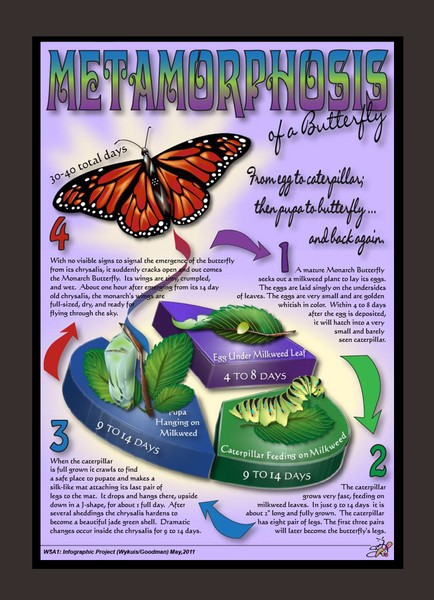 Metamorphosis of a Butterfly Infograph