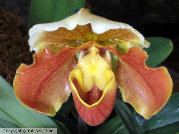 Slipper Orchid (Paphiopedilum)