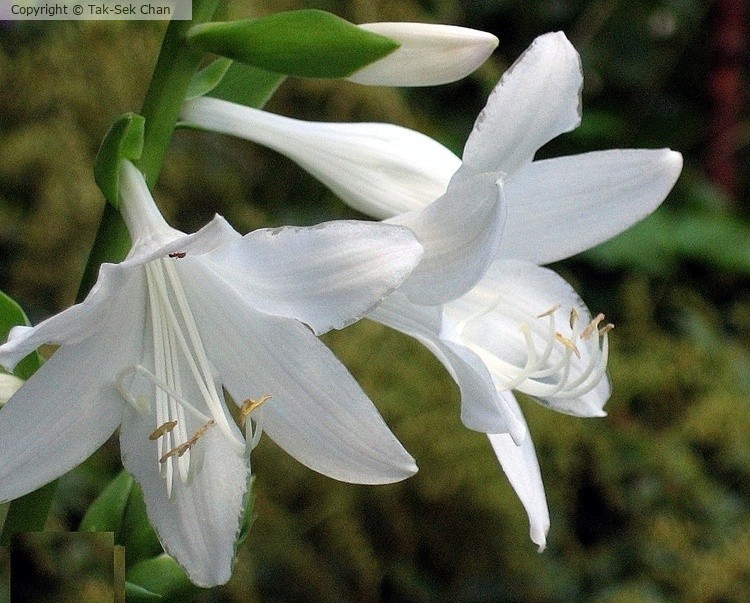 White Lily (Lilium candidum) 08-10-2015
