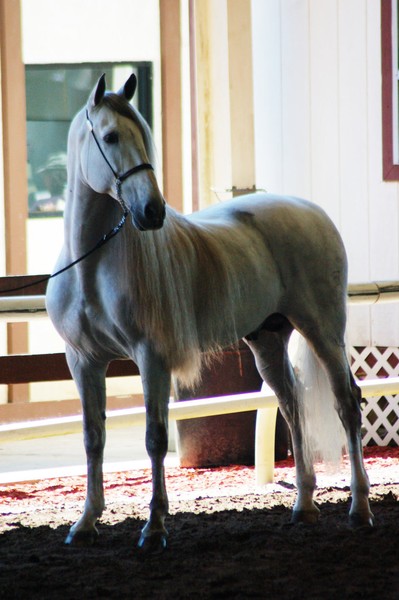 Andalusian