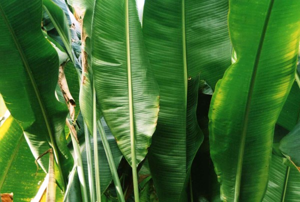 Towering Leaves