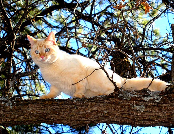 Out on a limb