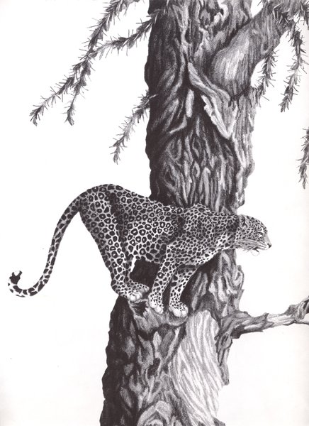 African Leopard