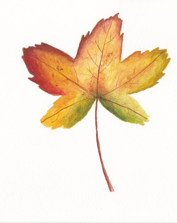 Autumn leaf 