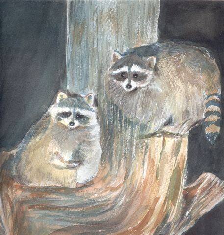 Racoons