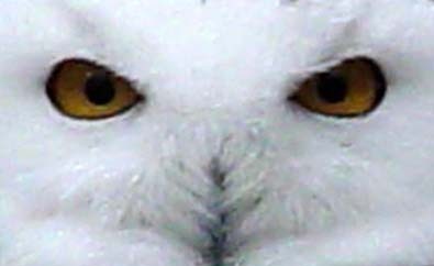 The stare of a Snow Owl