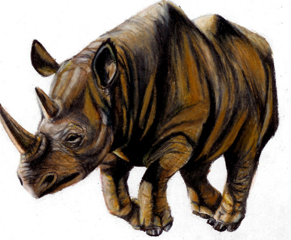 Rhino