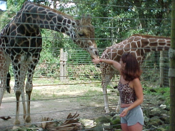 Giraffe and I