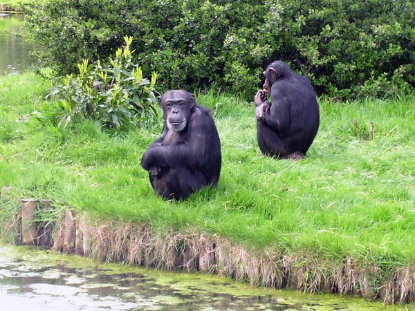 The Chimps at Chester Zoo
