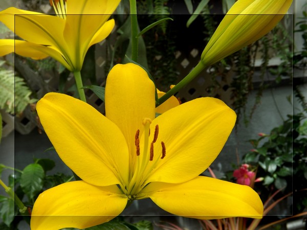 Yellow Lilies (One)