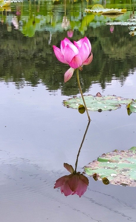 lotus in reflection