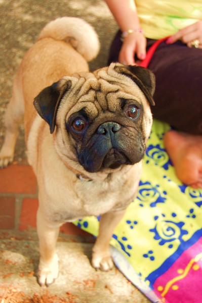 I Pug You .................... 