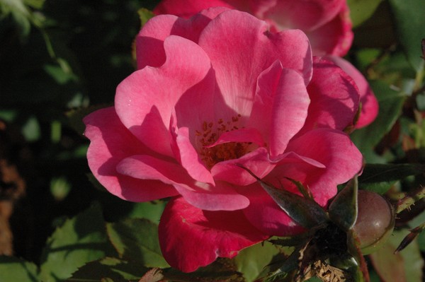 Wild rose from near Nubble lighthouse