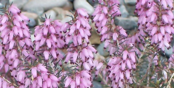 Purple Flowers