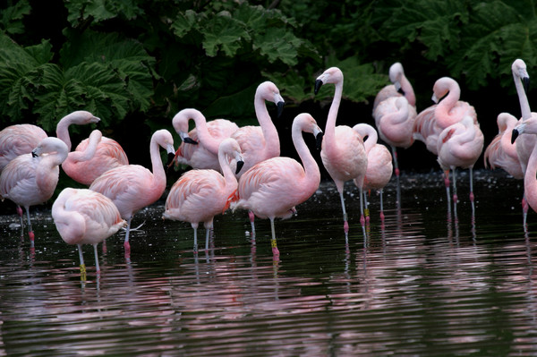 Pink Flamingoes