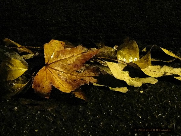 Fall Leaves at Night