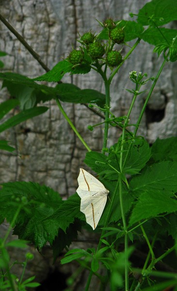 White Slant-line moth