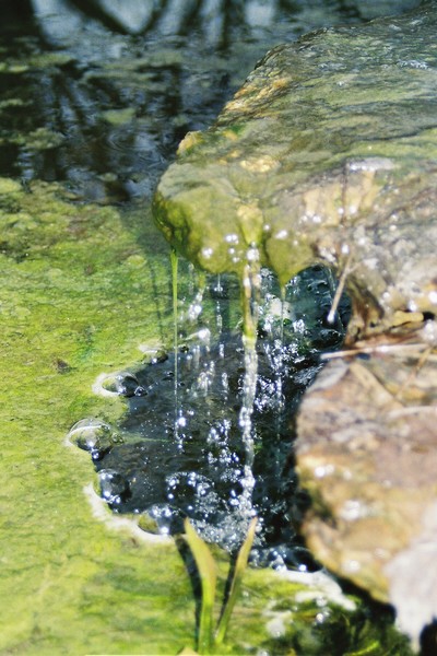 Moss Trickle