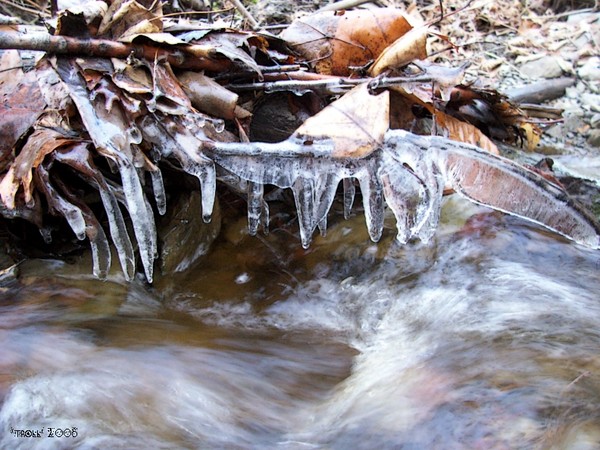 frozen twig in the creek