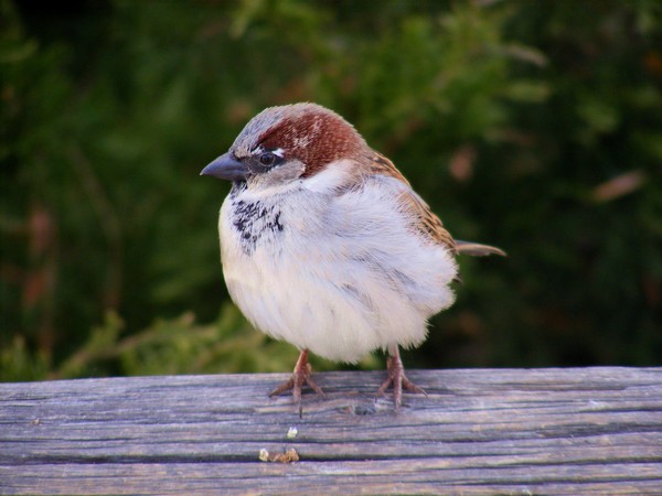 Fluffed Up