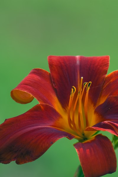 Day lily IV
