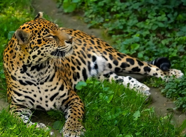 Jaguar II
