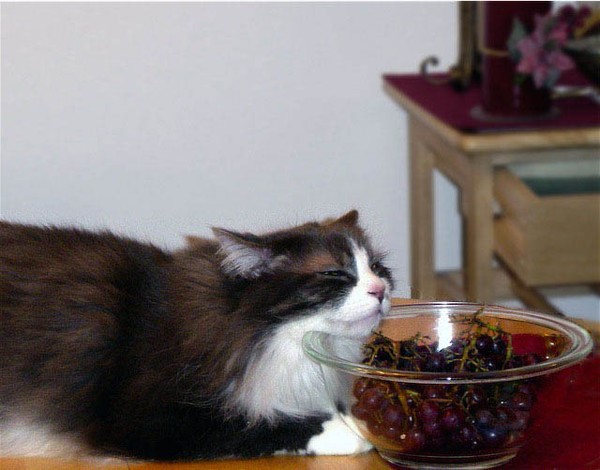 Kitty and Bowl