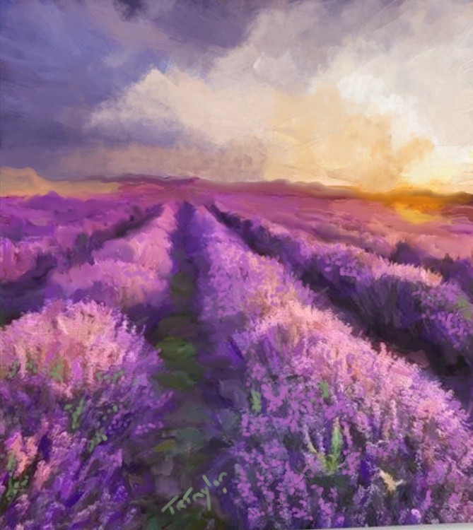 Lavender Fields of France