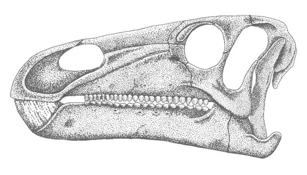 Iguanodon Skull