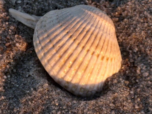 coquille