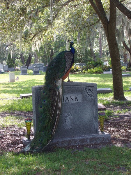 Peacock in Dunedin Cemetary