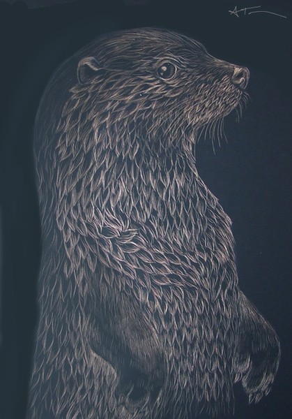 Otter Scratchboard