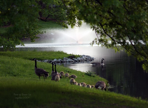 Mirror Lake at St. Francis College