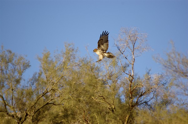 Red tailed hawk II