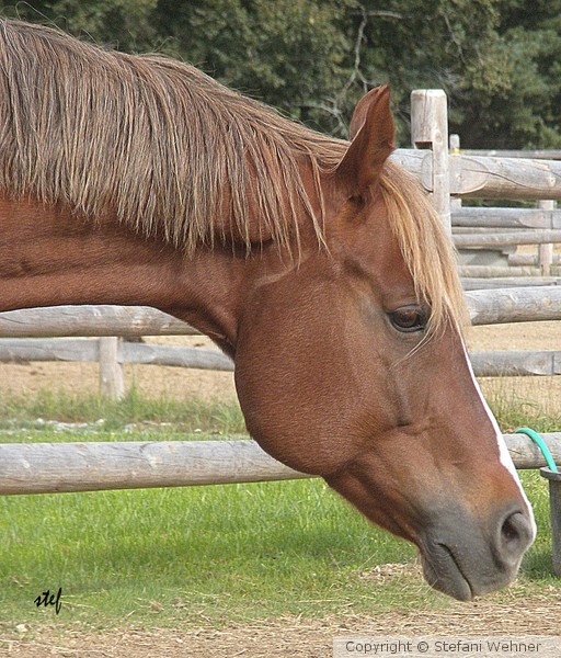 horse beauty