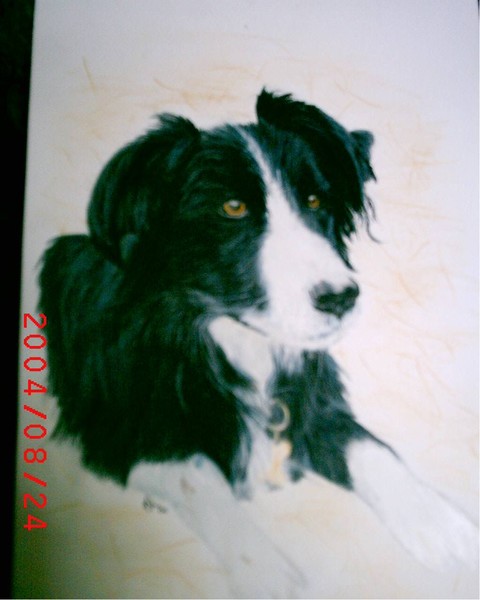 Collie Dog