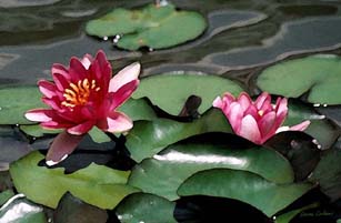 Lilypads in Hamilton