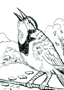 c14 ACEO Meadow Lark Bird on cloth line Corgi Draw