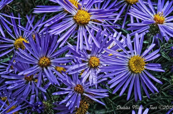 Blue Asters