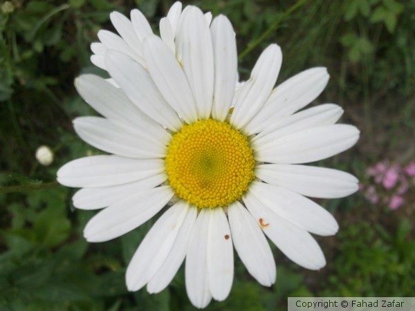 Oxeye daisy's Fibonacci spiral.