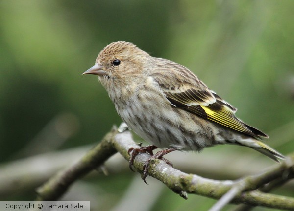 A Pine Siskin looks pretty