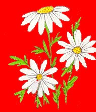 daisies red bgd