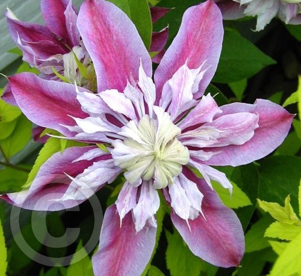 clematis nelly moser