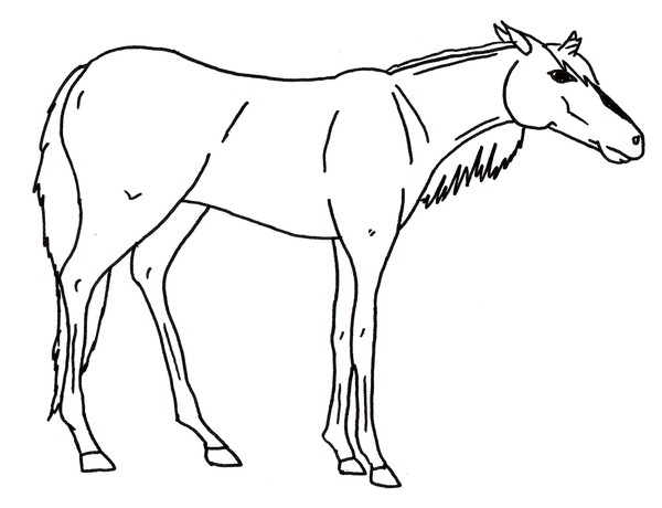 The Unicorn's Horn
