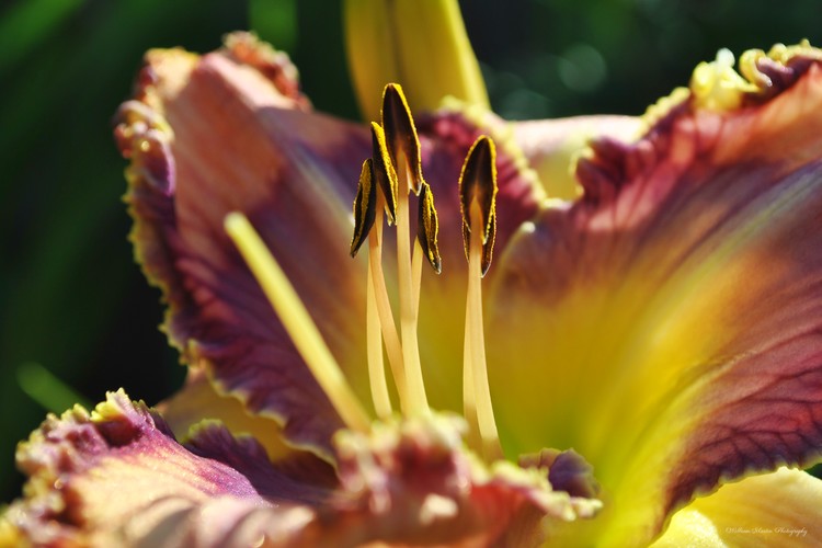 Day Lily Greeting the Morning Sun
