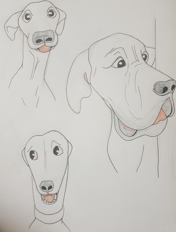 dog illustration cartoon expressions study 2019