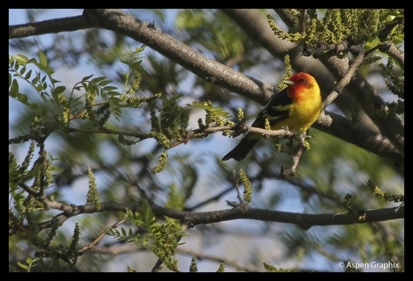 Western Tanager