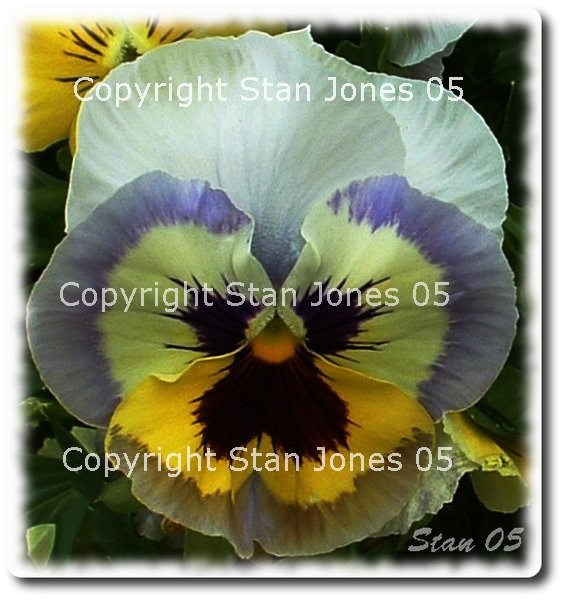 Play On Pansy