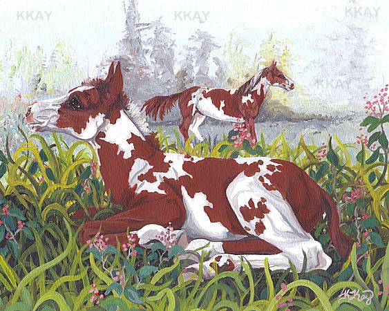 American Painted Horse Foal Dreamer