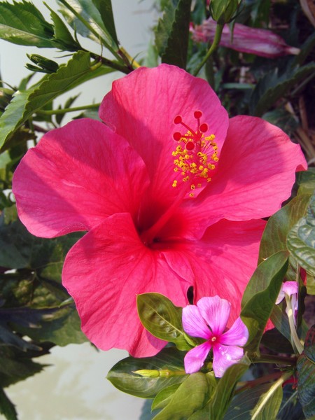 Hibiscus